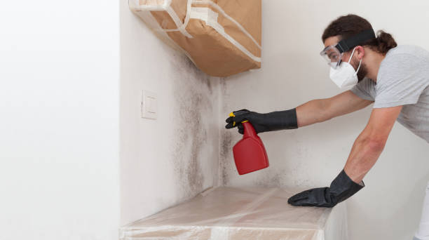 Professional Attic Mold Remediation technician working in Somerville, MA